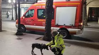 El perro "Kira" de los Bomberos localiza a una octogenaria desaparecida en Alicante