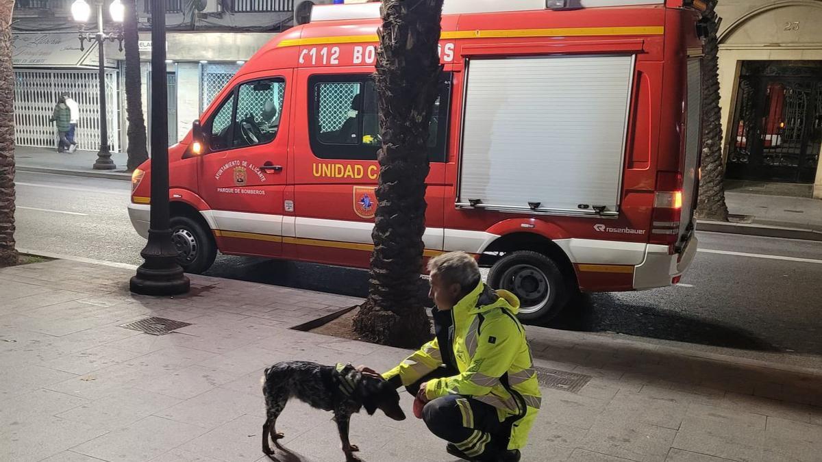 Un bombero con el perro &quot;Kira&quot; en el lugar donde detectó el rastro de la desaparecida en Alicante.