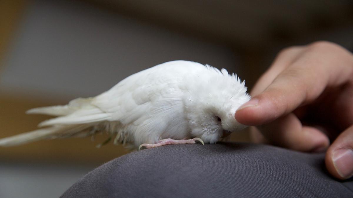 Melopsittacus undulatus | ¿Sabías que puedes adiestrar a tu periquito? Te contamos cómo hacerlo