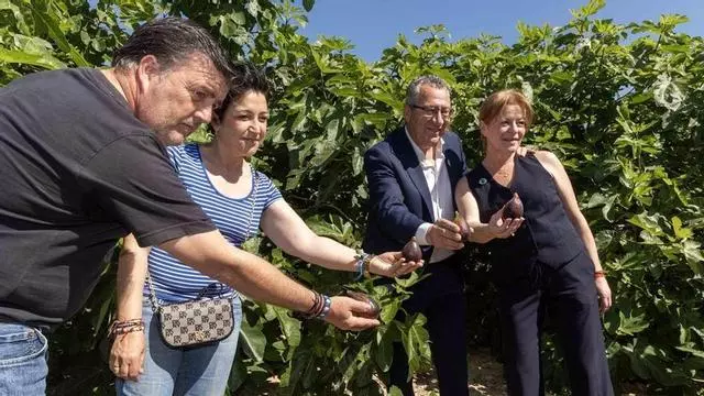 Albatera celebra el inicio de la recogida de la breva con su tradicional corte simbólico.