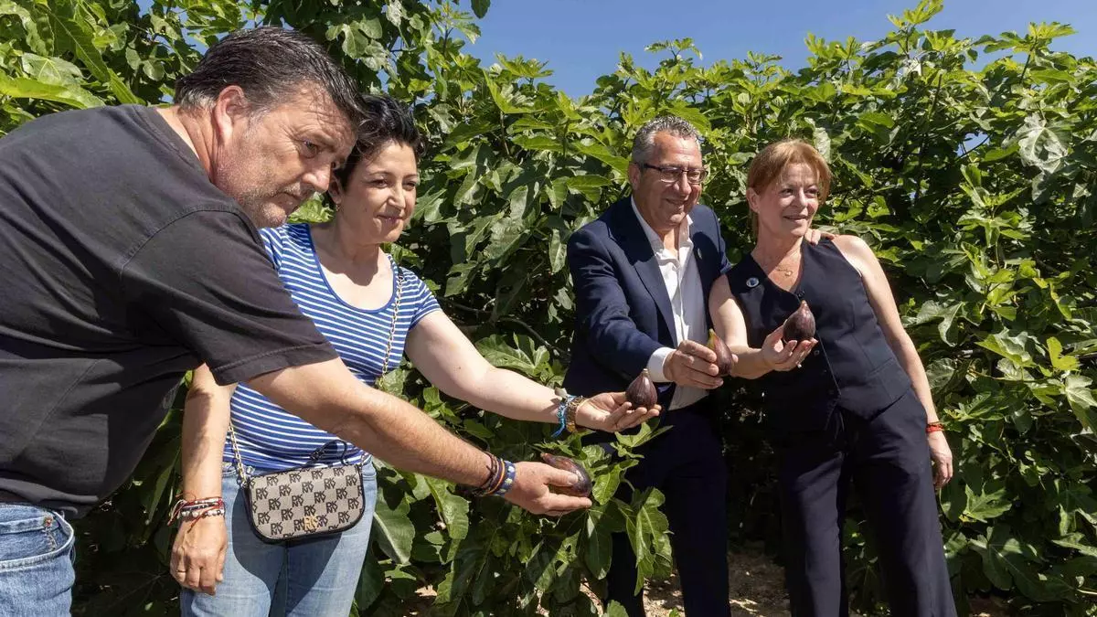 Albatera da la bienvenida a la temporada de su fruto estrella con el Corte de la Breva 2026
