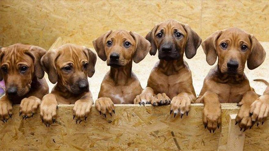 Cómo proteger a tus mascotas ante la ola de calor