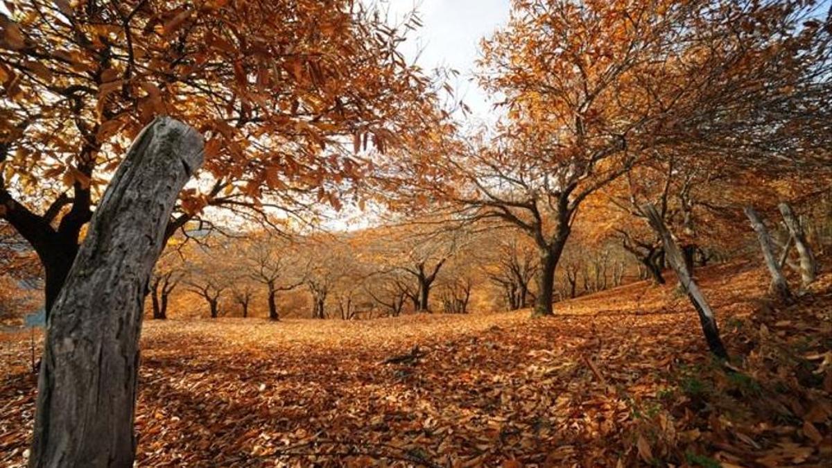 El Bosque de Cobre en el Valle del Genal en Málaga en otoño.