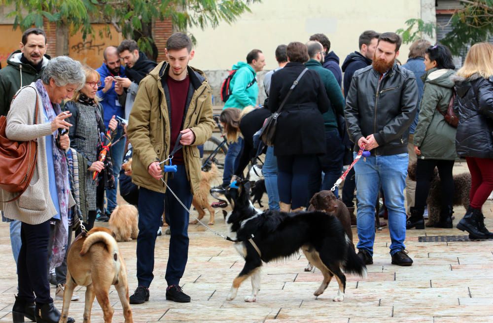 Pasarela Navideña canina en la Merced