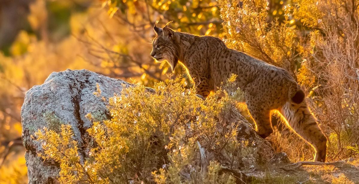 Un ejemplar de lince ibérico en libertad