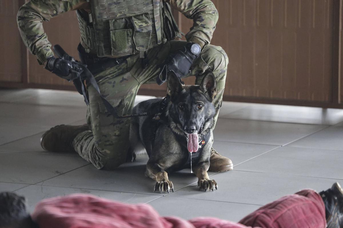Valencia VLC Roig Arena. 35 perros con capacidades de Policía Militar exhiben su trabajo en el Roig Arena, en el Ejercicio Cerbero que organiza el CGTAD en su sede, en Valéncia. Son animales adiestrados en detección de sustancias prohibidas (requisas interiores y exteriores…), en intervención (tirador activo, control de masas, operaciones en subsuelo…) y de artefactos explosivos improvisados (CIED. Prevención, zonas colapsadas y de baja visibilidad…). Es el ejercicio con perros policía militares más importante de Europa