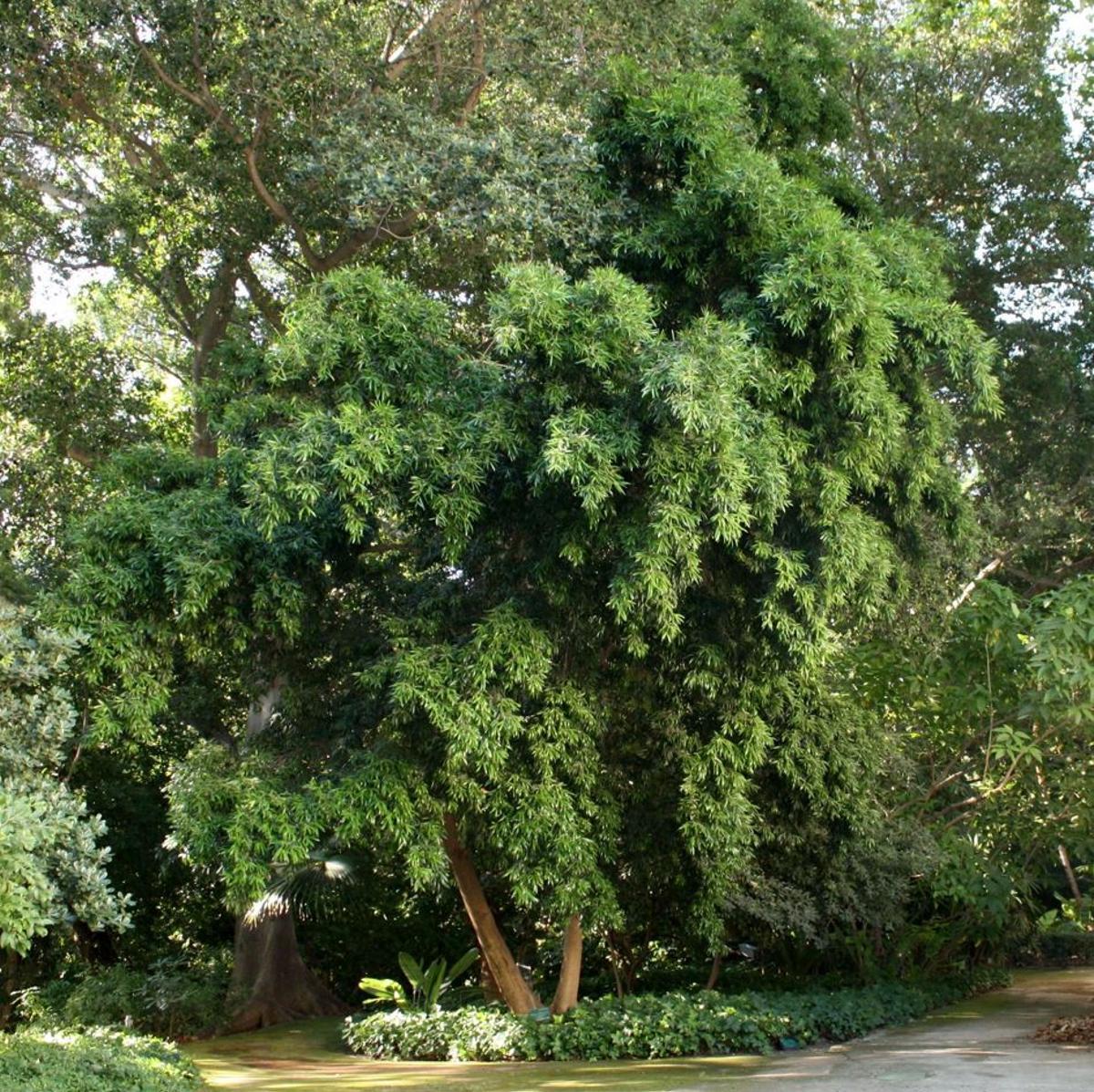 Podocarpus neriifolius.