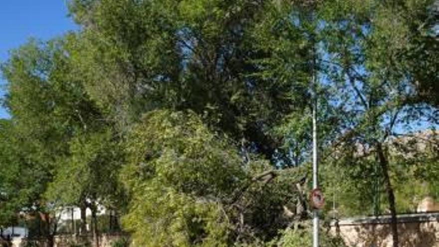 Una rama cae en Villena sin heridos