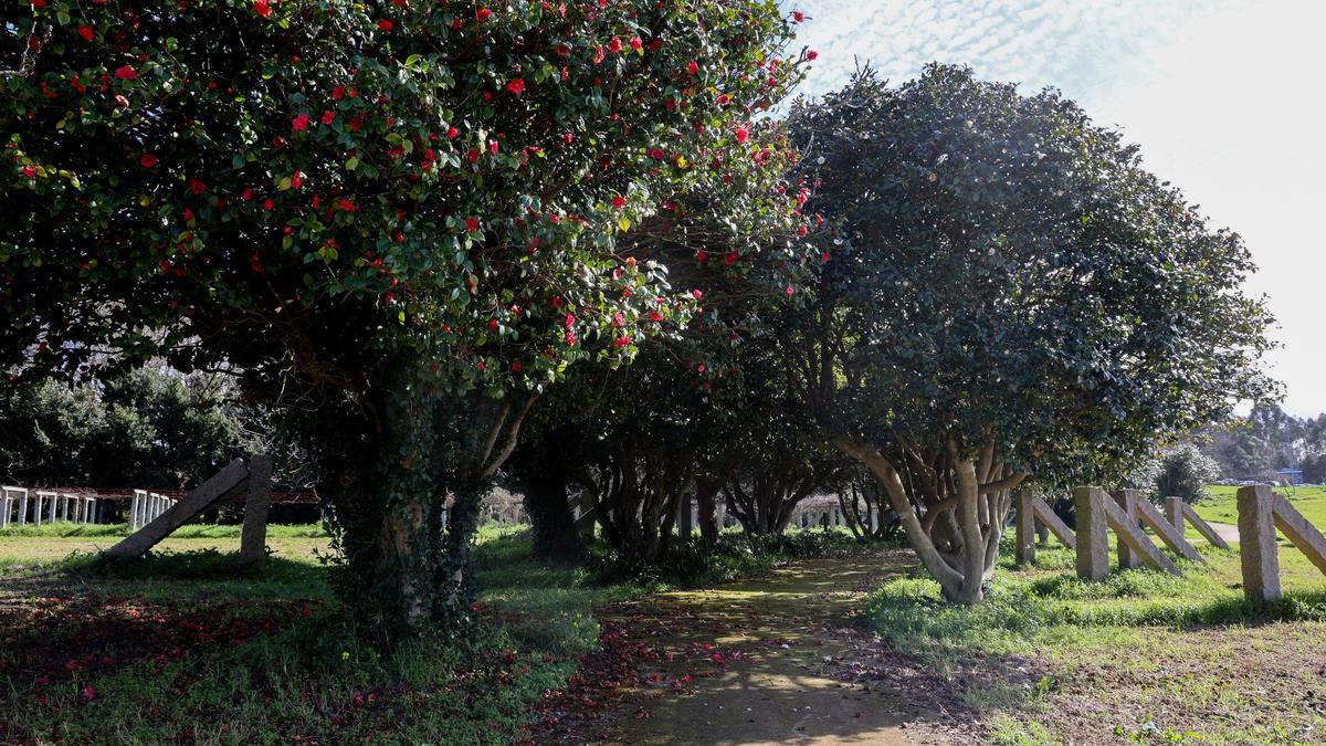 Senda de las camelias en el pazo de Vista Real, en Vilanova de Arousa.