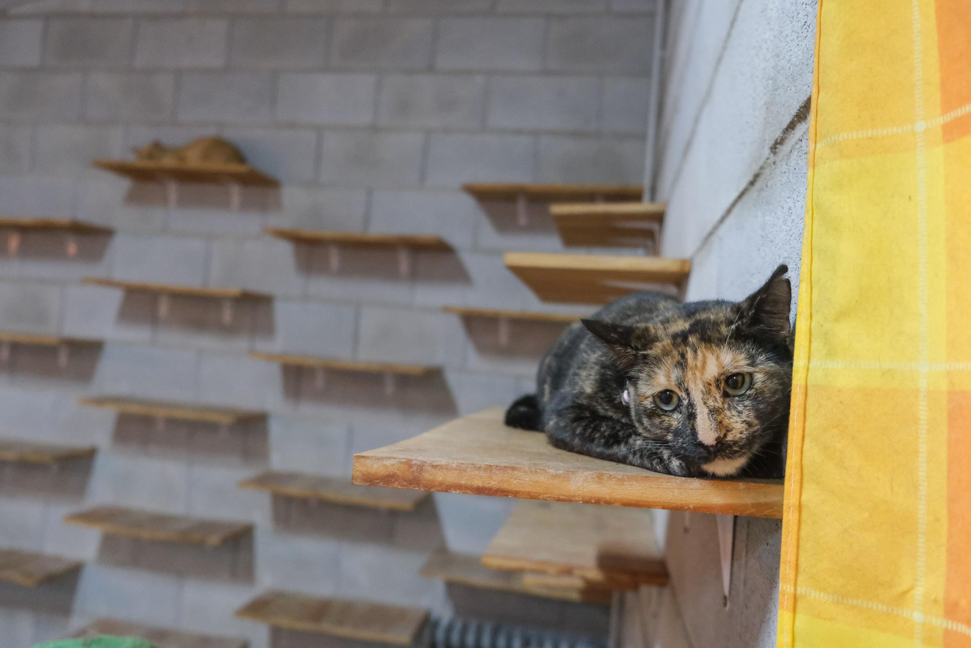 La Asociación Animalia de Guardamar trabaja en el control de colonias felinas en la localidad