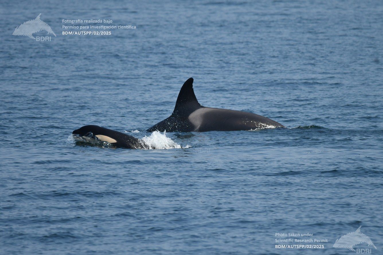 Biólogos, doctores y estudiantes del BDRI hacen un estrecho seguimiento de los mamíferos marinos en las rías de Vigo, Pontevedra y Arousa.