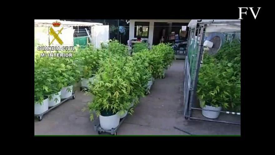 Hallan más de 200 plantas de marihuana en Gondomar