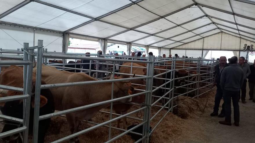 Un centenar de reses en la feria de ganado de Los Santos