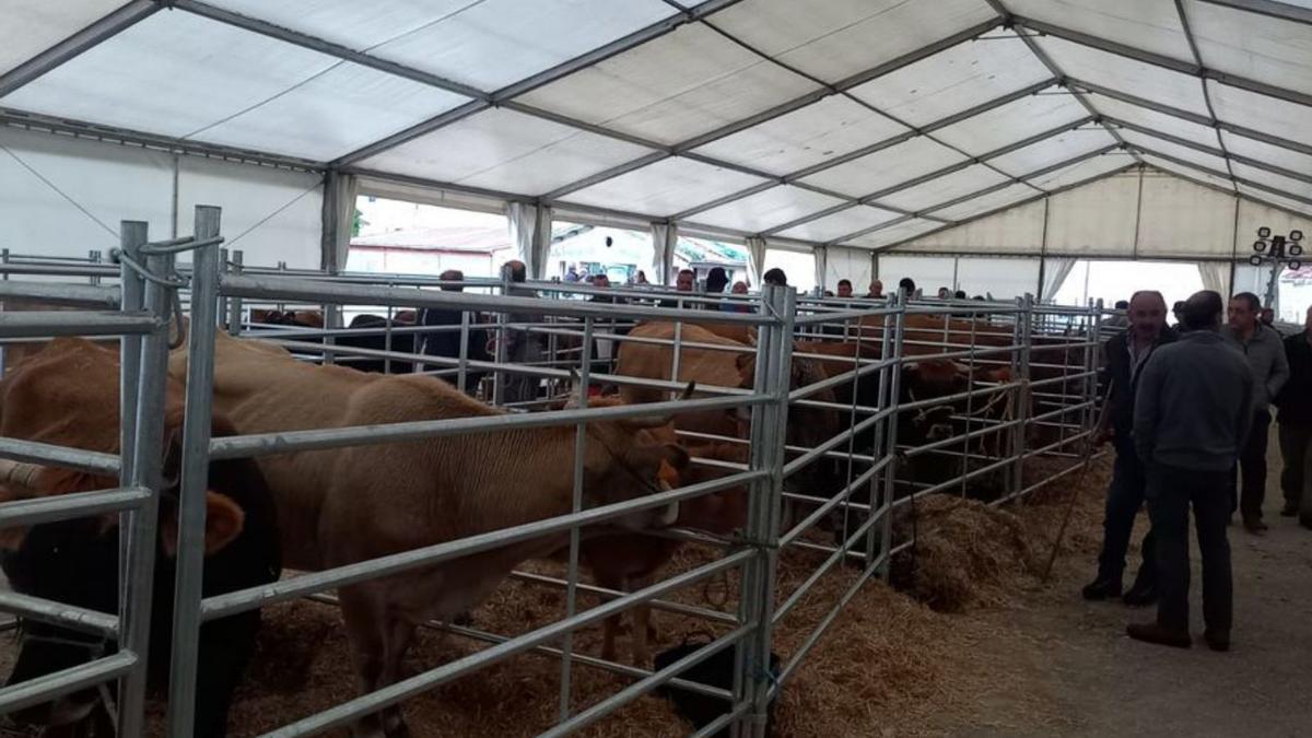 Animales y ganaderos, ayer, en Cabañaquinta. | L. C.
