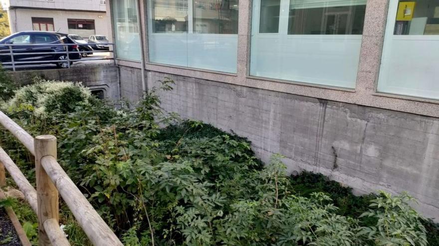 Maleza en el cauce del regato a su paso por la rúa Ponte.