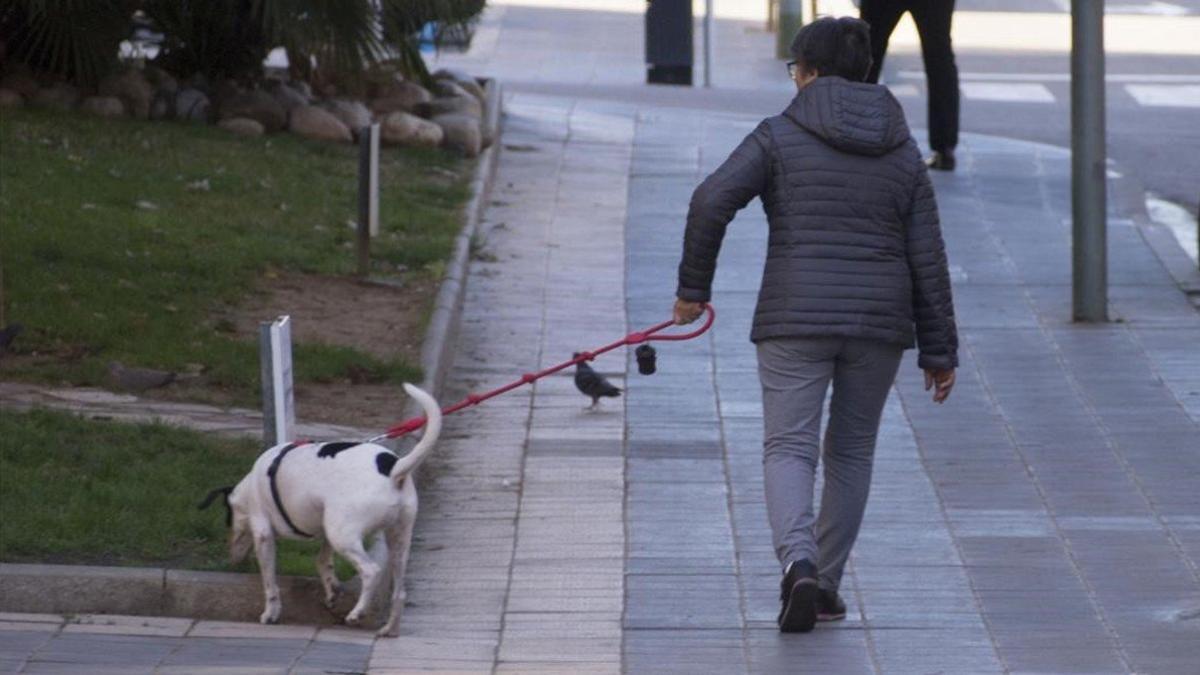 Una mujer pasea a un perro. 