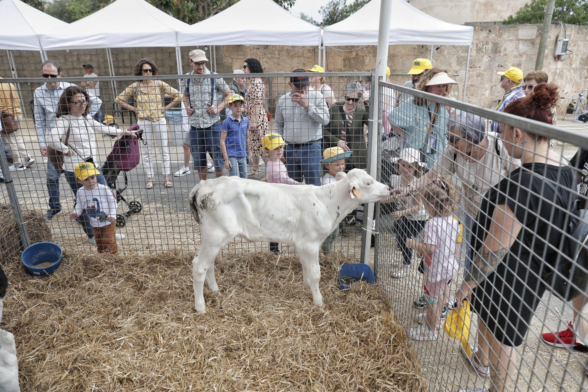 FOTOS | Las ferias de este domingo en distintos pueblos de Mallorca, en imágenes