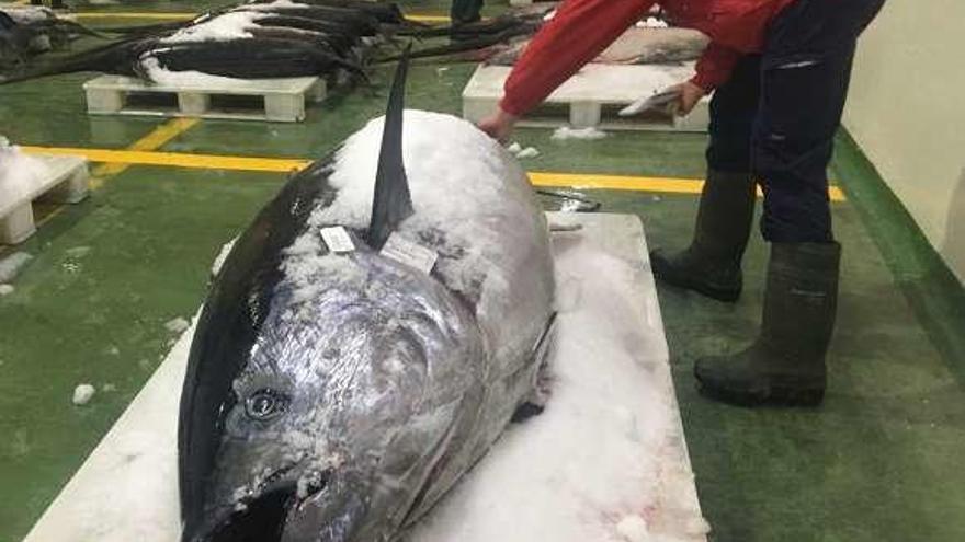 Un ejemplar de atún rojo vendido en la lonja de Vigo. // A.Otero