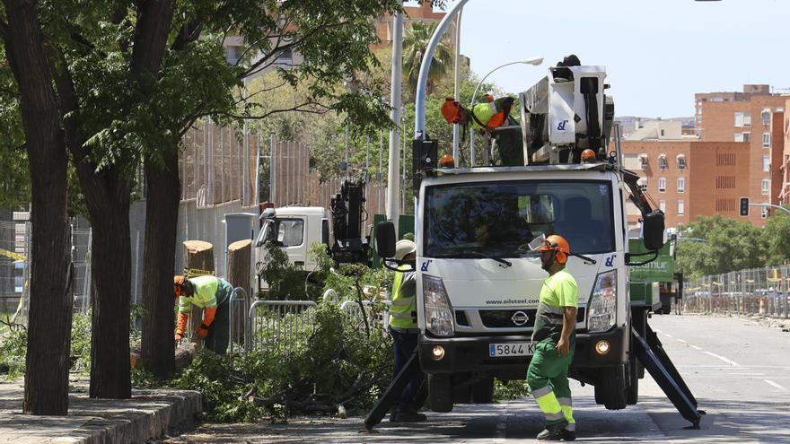 La izquierda protesta contra la tala en San Blas y el PP defiende que se plantarán más árboles en Alicante