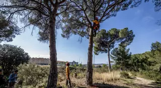 La Generalitat talarà boscos per transformar-los en espais oberts al cap de Creus i el Montseny