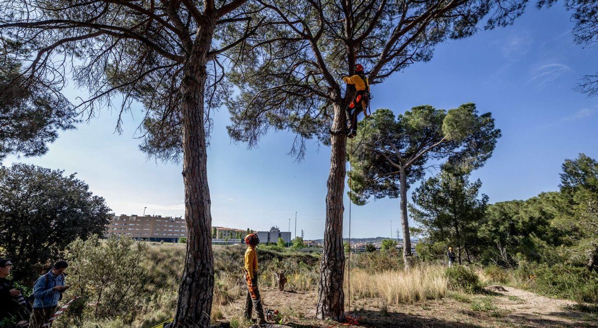 Catalunya talarà boscos per transformar-los en espais oberts Catalunya talarà boscos per transformar-los en espais oberts