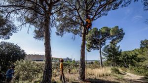 Catalunya talarà boscos per transformar-los en espais oberts