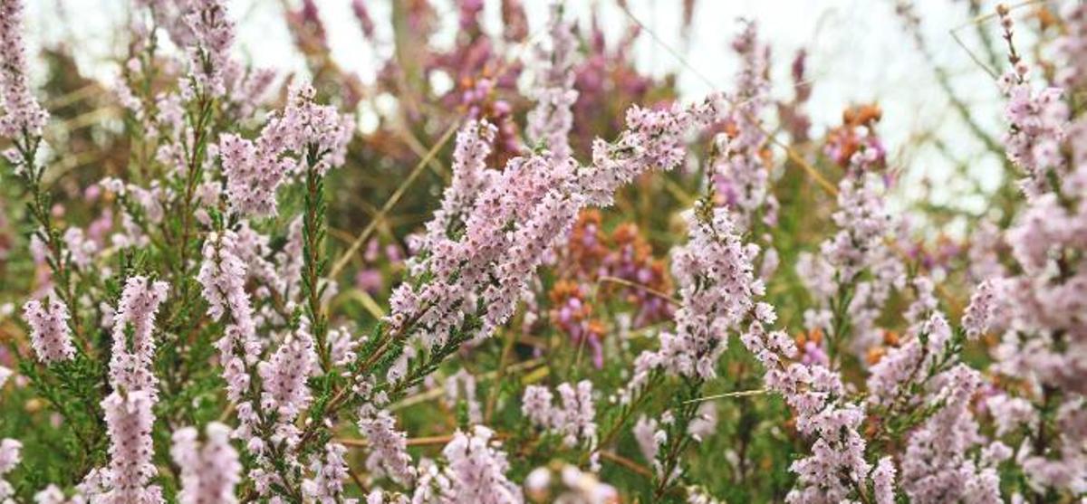 Captura de pantalla 2026 03 09 192241