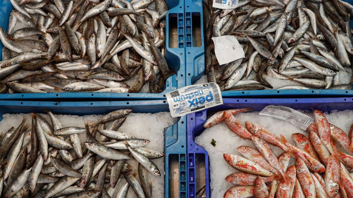 El pescado capturado en la costa de la isla de Ibiza lleva la certificación de ‘peix nostrum’.  | ZOWY VOETEN