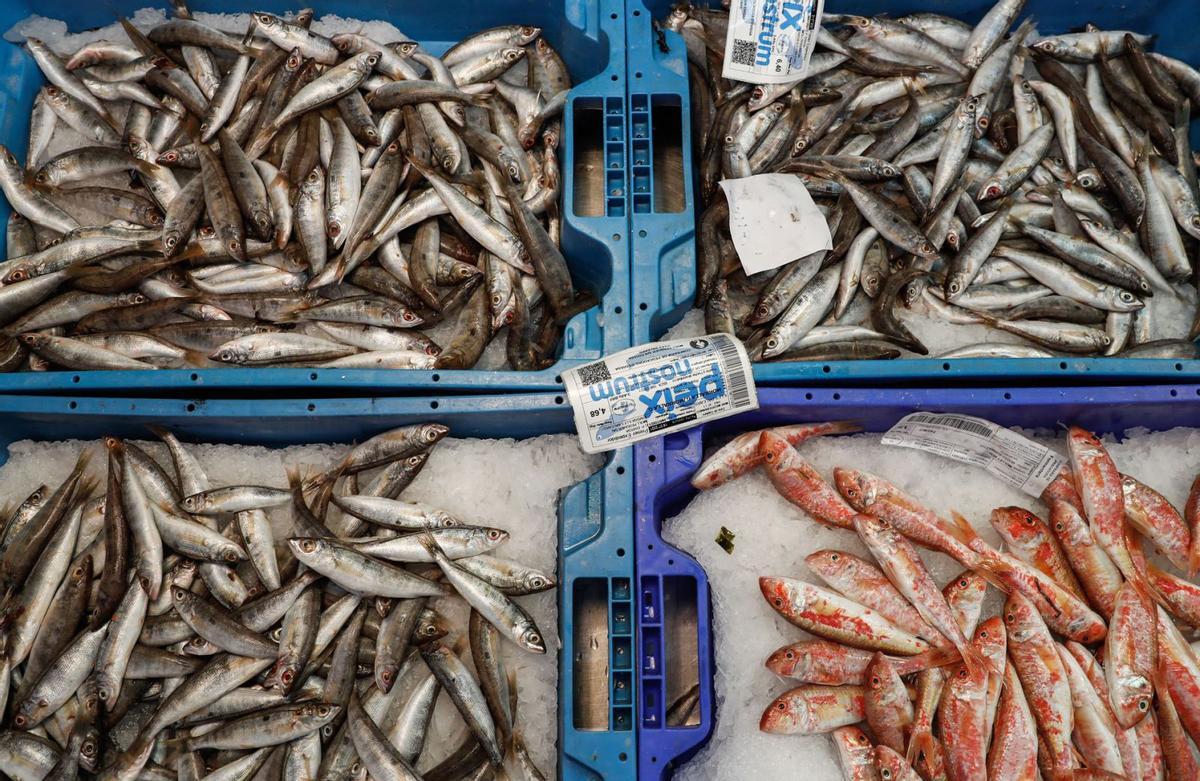 El pescado capturado en la costa de la isla de Ibiza lleva la certificación de ‘peix nostrum’.  | ZOWY VOETEN
