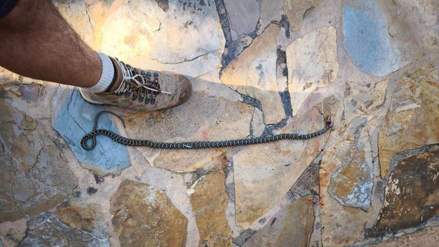 Sorprenden a una serpiente que se colaba en su casa por la ventilación