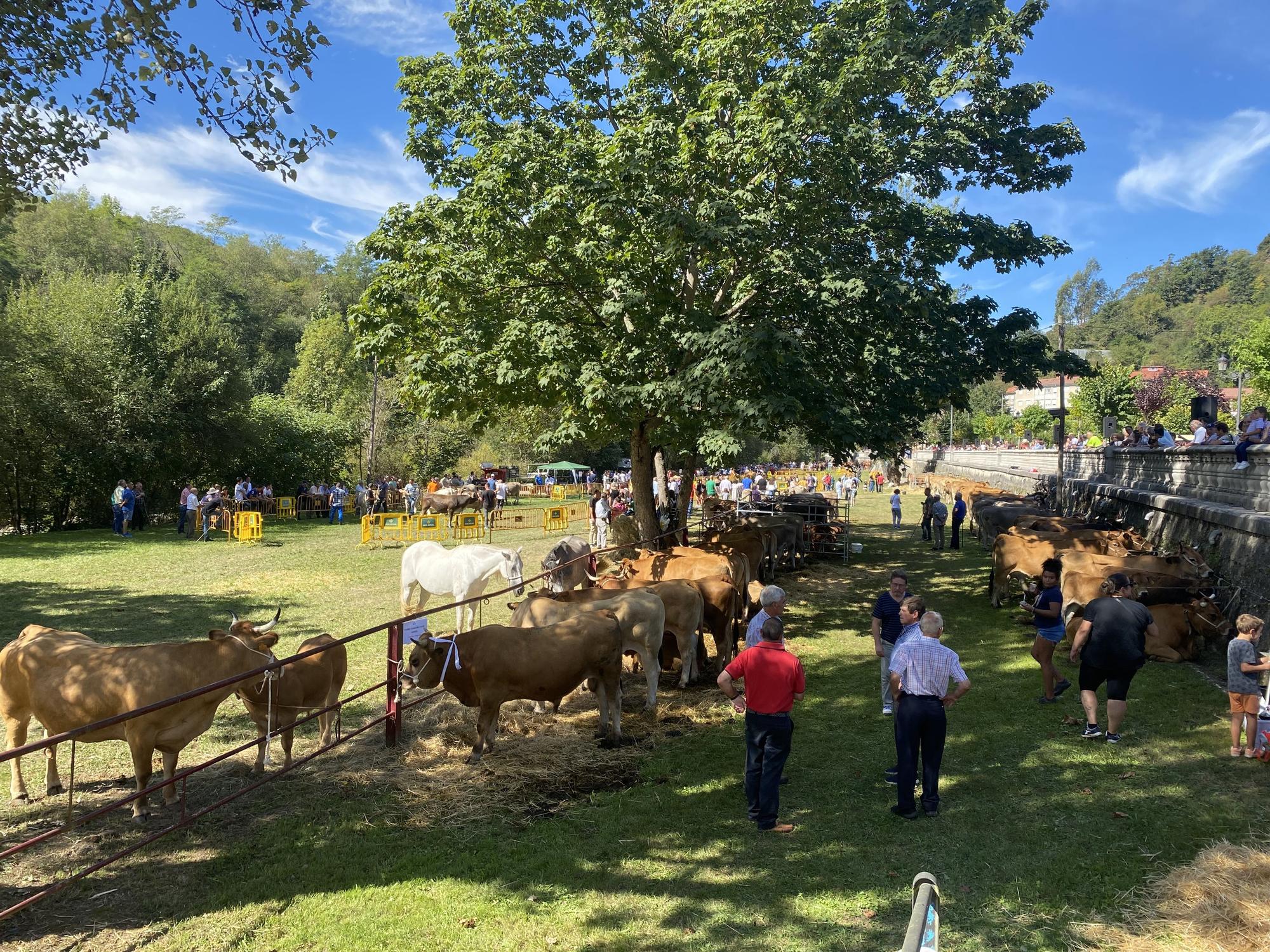 Concurso de ganado en la Feria de San Martín