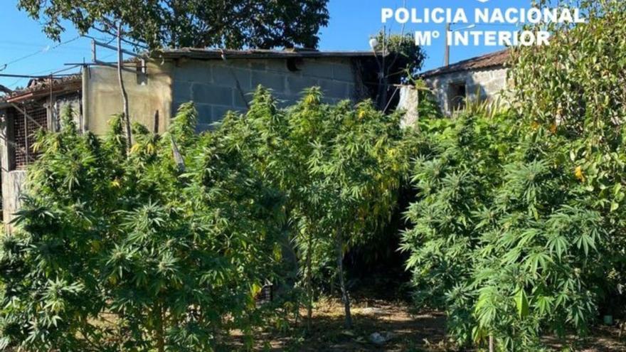 Dos detenidos en Toén y Barbadás por dos plantaciones de marihuana en sus casas