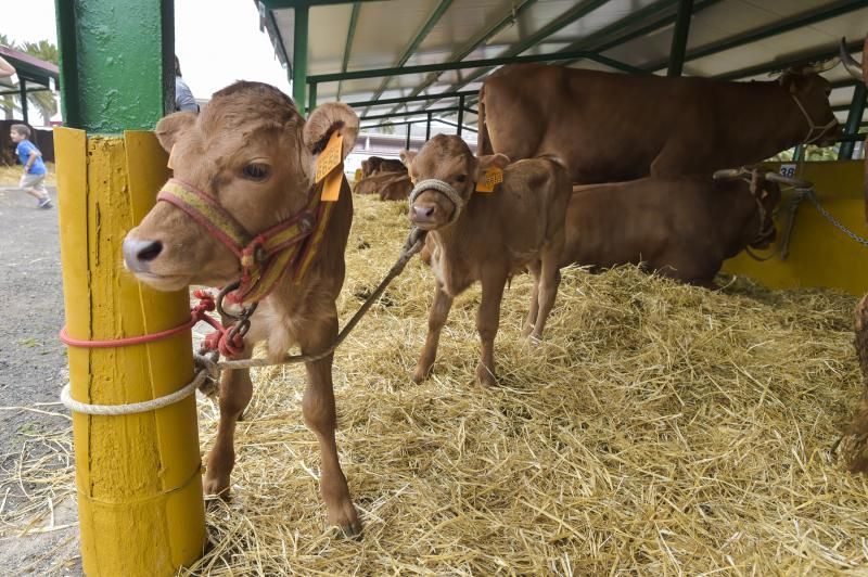 Feria y concurso de Ganado de Gran Canaria