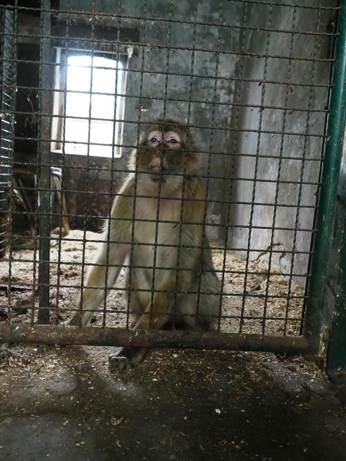 Uno de los macacos, en el momento del rescate
