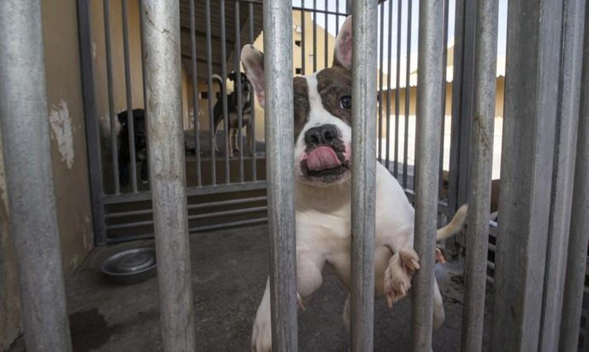 03/01/2019 ARUCAS. Albergue Insular de animales.  FOTO: J. PÉREZ CURBELO