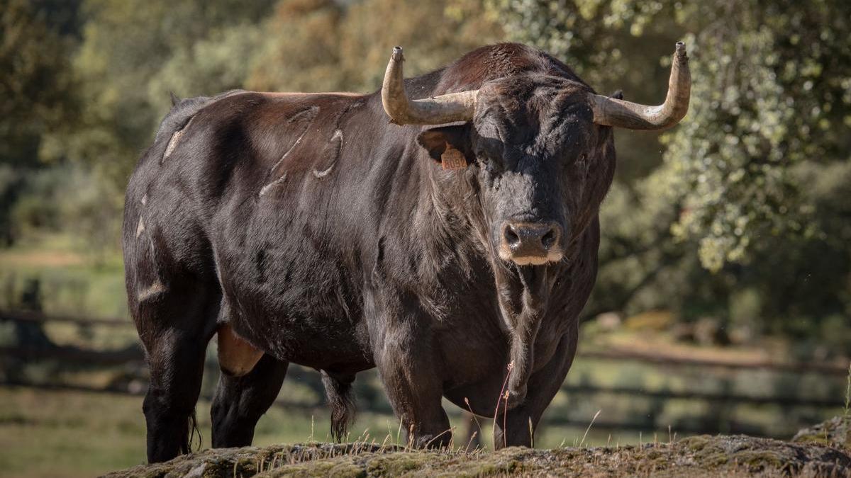 "Ferroviario", el Toro del Corpus 2026 de La Reata.
