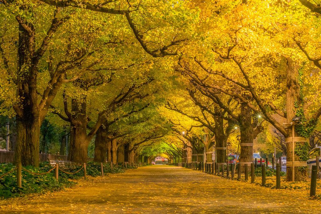 Túnel de oro en el Jingu Gaien en Tokio