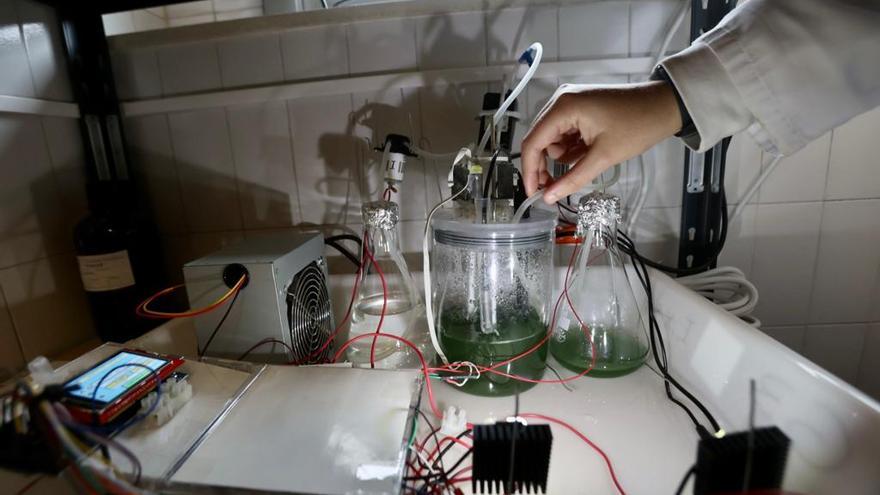 La planta de microalgas la han creado y la controlan las alumnas para estudiar los resultados