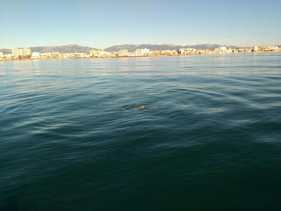 Rescatan a un delfín en la bahía de Palma