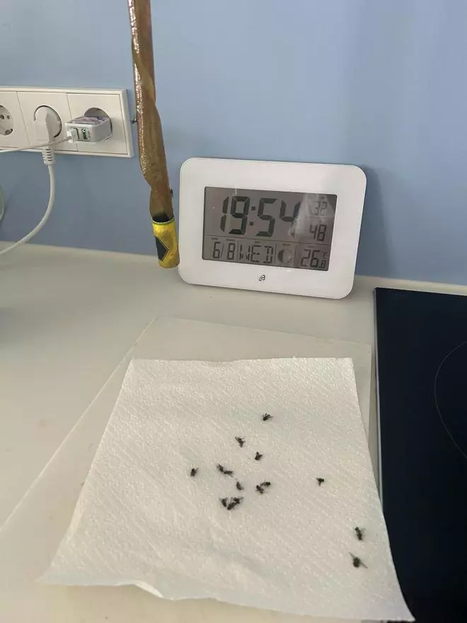 Los vecinos de Ca na Putxa sufren una plaga de moscas desde hace una semana