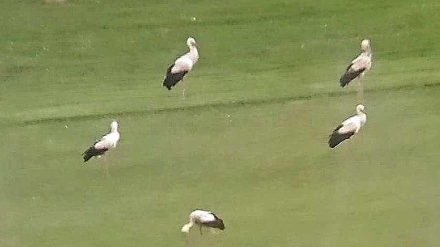 Una docena de cigüeñas blancas aterrizan en Villaviciosa