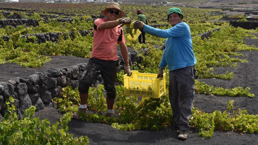 Harold Echeverri (izquierda) y Felipe Morera, este viernes, brindan con sendos racimos de uva en la finca de El Grifo en La Geria. A.F.