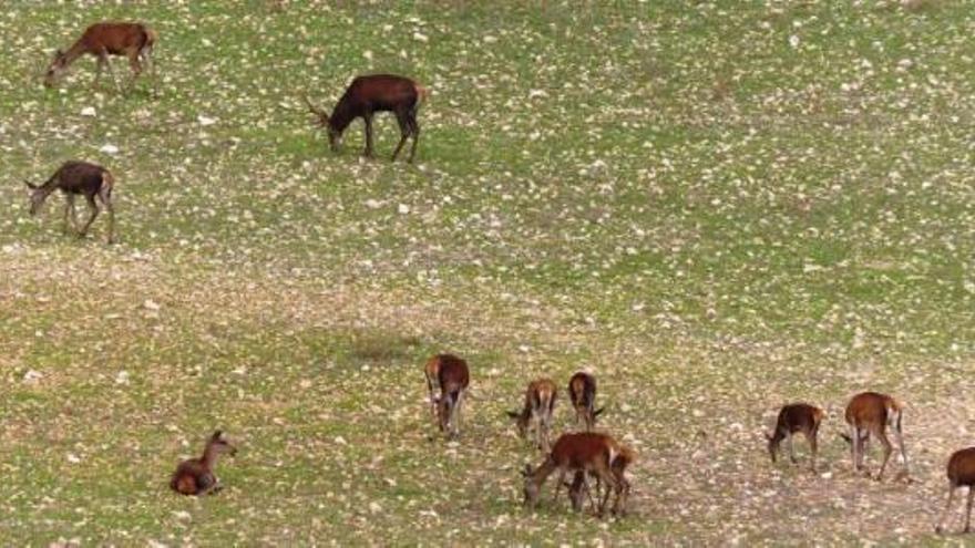 un grupo de ciervos se alimenta en La Carrasqueta.