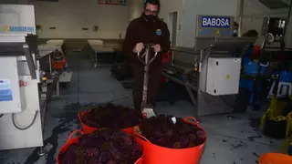 El erizo y el carajo de mar buscan su sitio