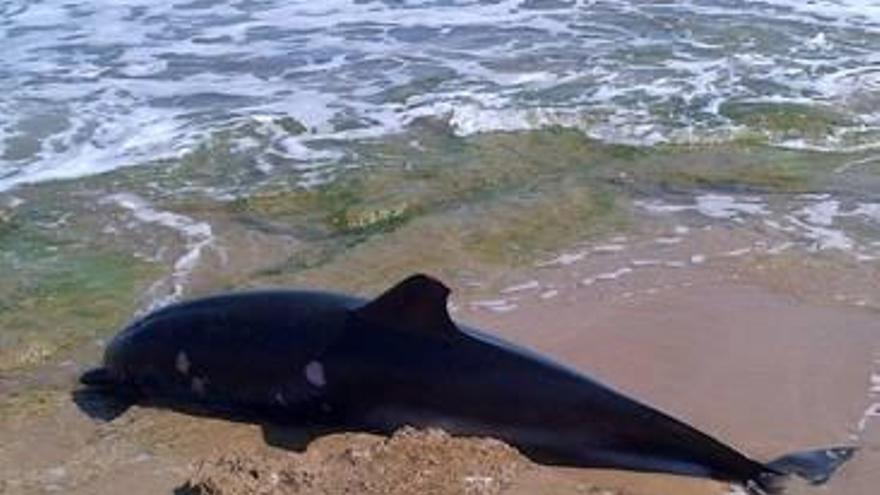 Aparece un delfín varado en la playa de La Mata