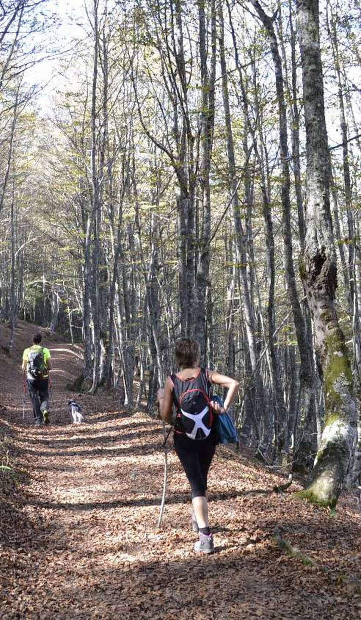 El "baño de bosque", la terapia ideal para el otoño
