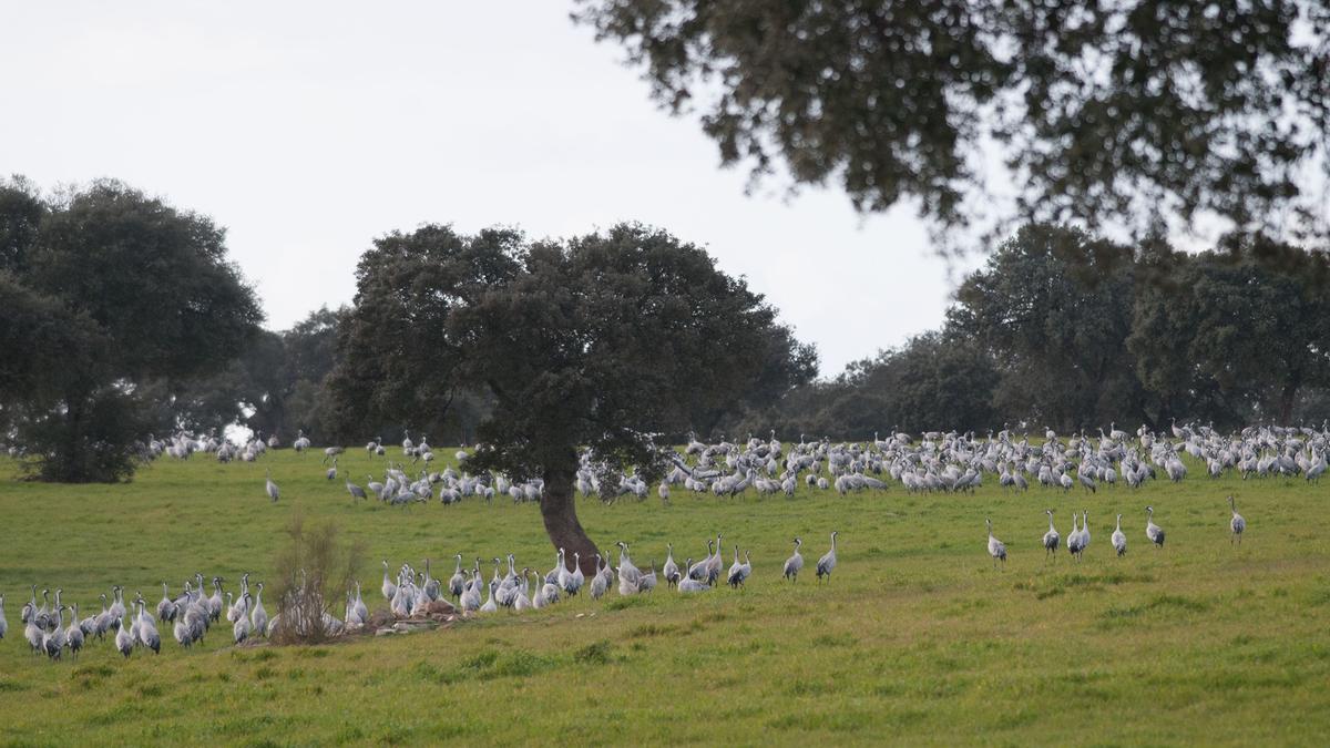 Grullas en Los Pedroches.