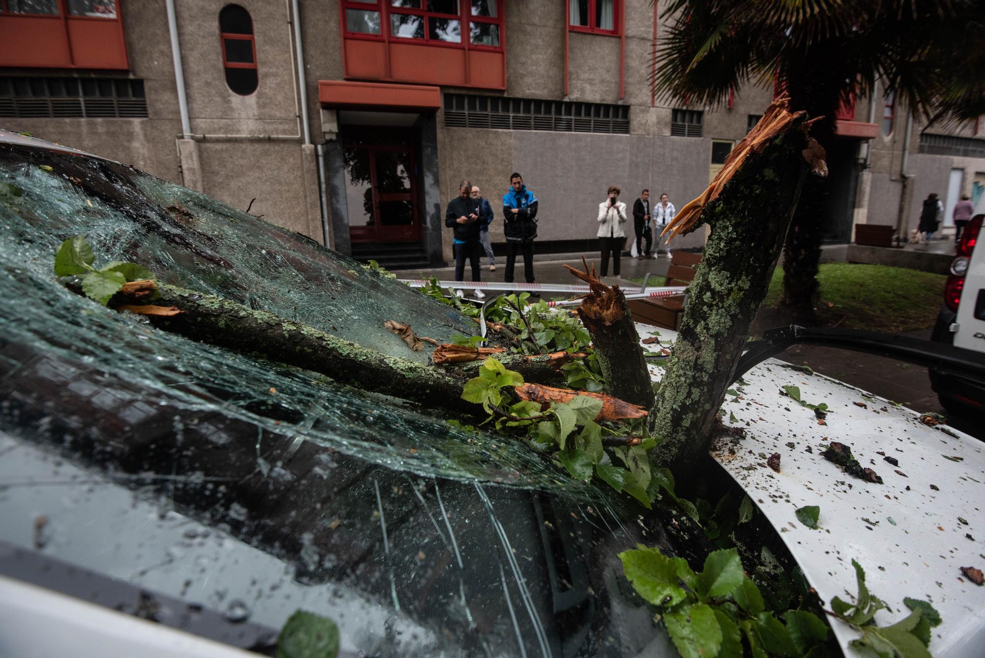 Cae un árbol en la calle Orillamar