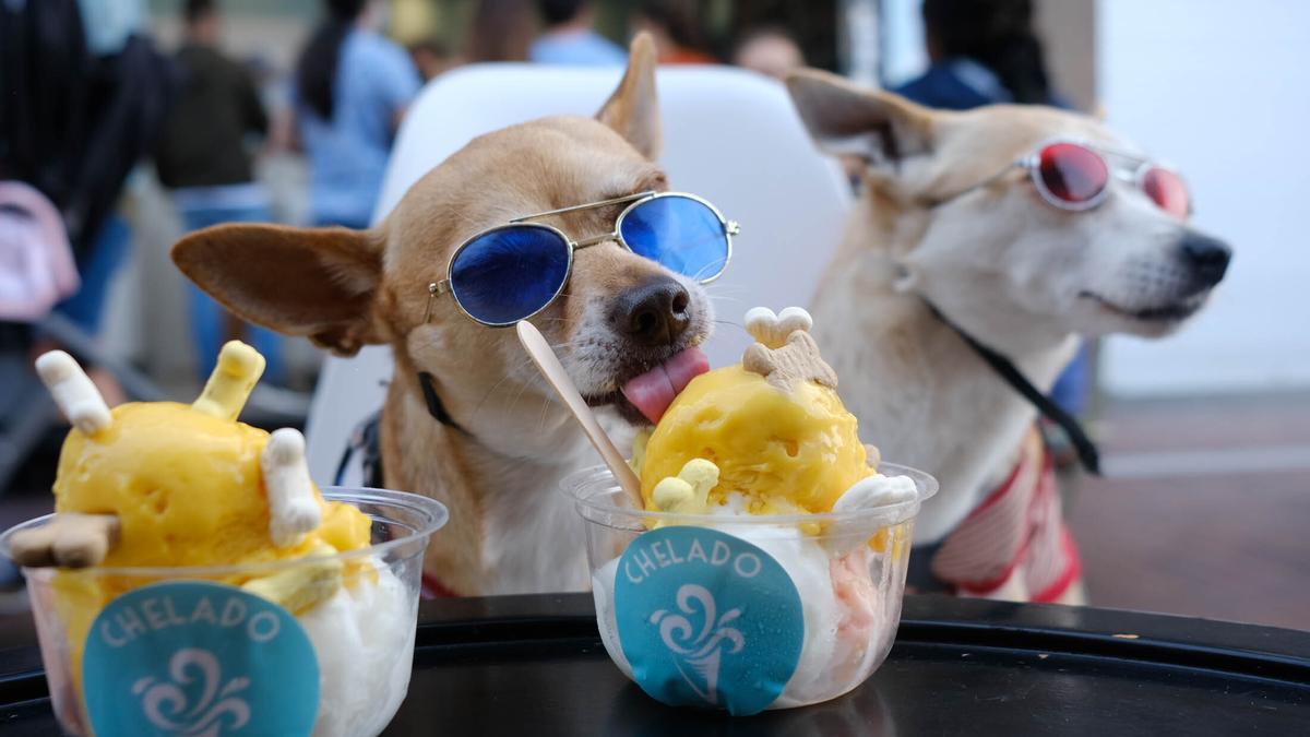 Un perro saborea un helado en la Cícer.