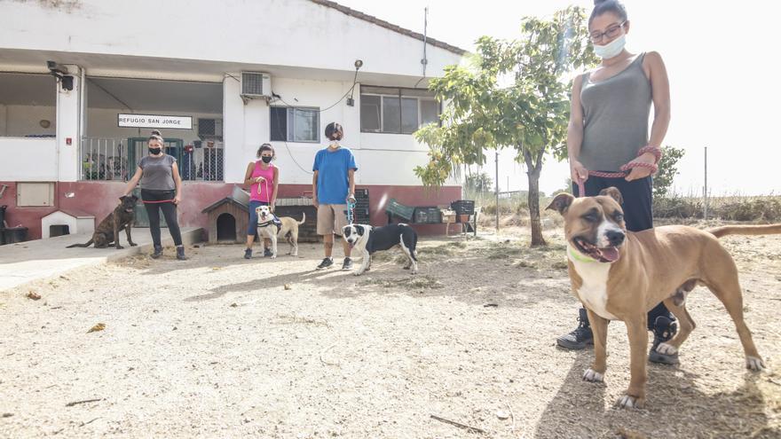 «Vivo atemorizada por los perros y es insoportable» - El Periódico  Extremadura